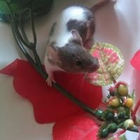 Mäuse&co Tierbedarf&Tipps chat bot