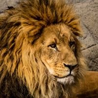 Lions Club Lübeck-Trave chat bot